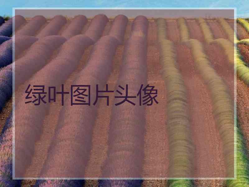 绿叶图片头像